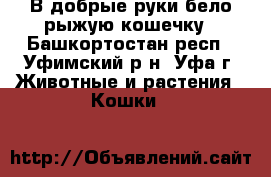 В добрые руки бело-рыжую кошечку - Башкортостан респ., Уфимский р-н, Уфа г. Животные и растения » Кошки   